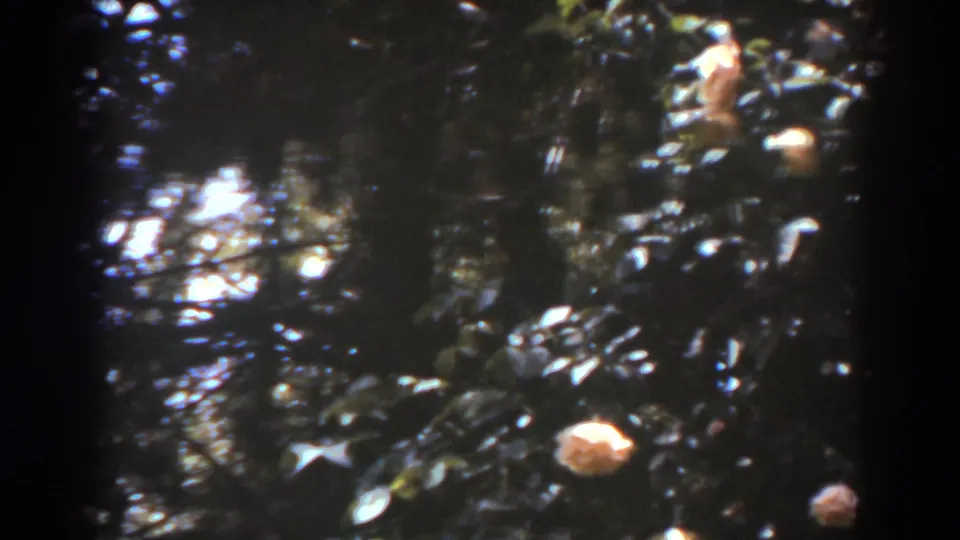 1938 West Virginia 8mm frame showing shadowed foliage, scattered highlights, and a pale flower near the lower edge.