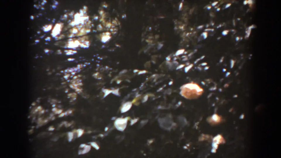 1938 West Virginia home-movie frame with dark foliage, scattered light, and a pink blossom near the lower right.