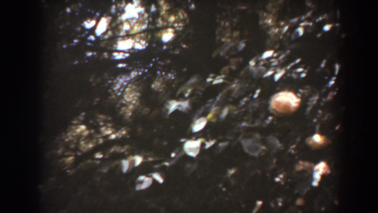 Dark shrub leaves with a few pale blossoms in dappled sunlight.
