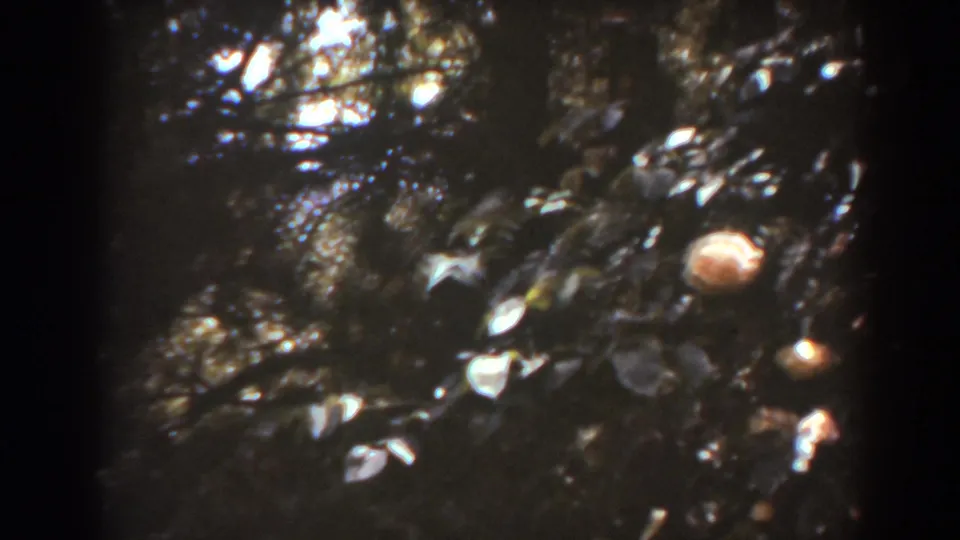 1938 West Virginia 8mm frame showing dark garden foliage with scattered pale blossoms and sunlit highlights.
