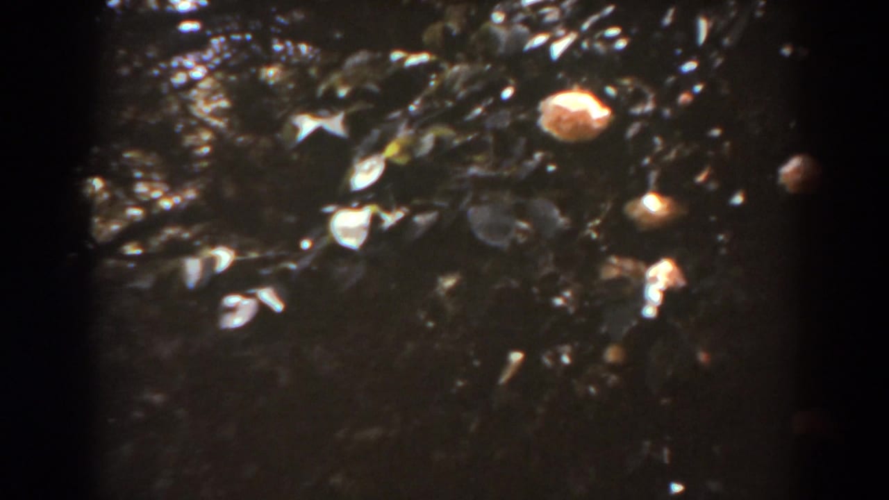 1938 West Virginia garden footage frame with leafy branches, pale blossoms, and dark sun-dappled background.