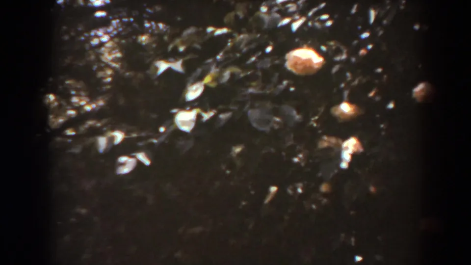 1938 West Virginia garden footage frame with leafy branches, pale blossoms, and dark sun-dappled background.