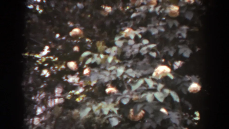 1938 West Virginia 8mm frame showing clusters of peach-toned blossoms among dense green garden leaves.