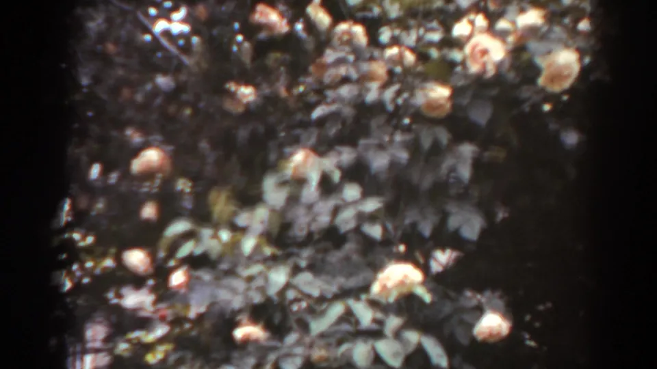 1938 West Virginia home-movie frame of a dense flowering shrub with pastel blossoms and shaded foliage.