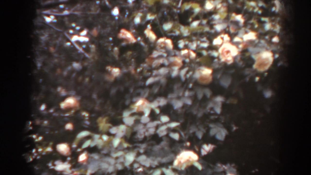 Pale pink roses and dark foliage in a sunlit garden close-up.