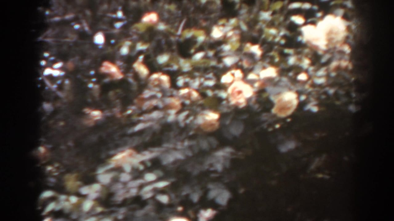 Rose blossoms and leafy branches seen through soft 8mm frame edges.