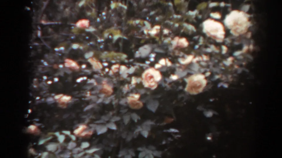 Pale pink and cream rose clusters appear amid dense dark foliage in this 1938 West Virginia home-movie garden shot.