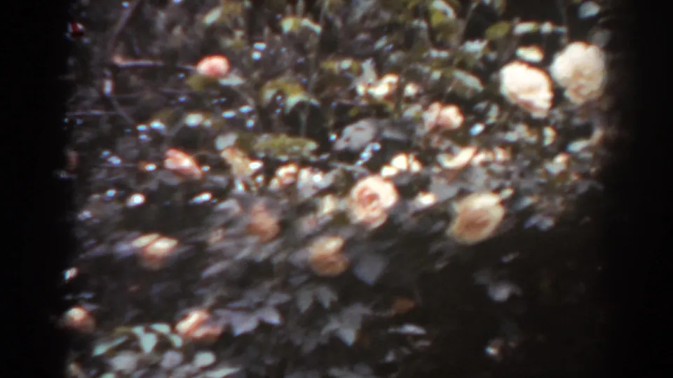 Sunlit pale rose blossoms and dark foliage fill the final 8mm frame, with soft focus and rounded dark edges.