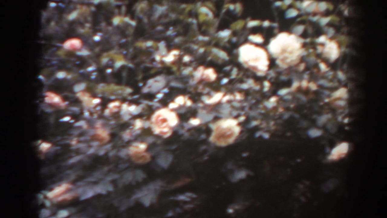 Rose bush with pale orange and pink blooms among dark leaves.