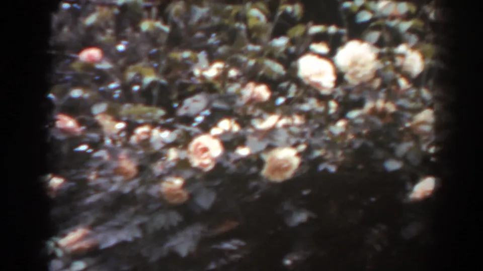 1938 West Virginia home-movie frame showing pale orange and pink roses on a dense garden bush.