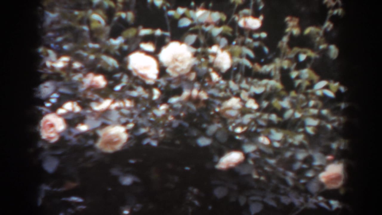 Clustered rose blooms and leafy branches in soft focus.