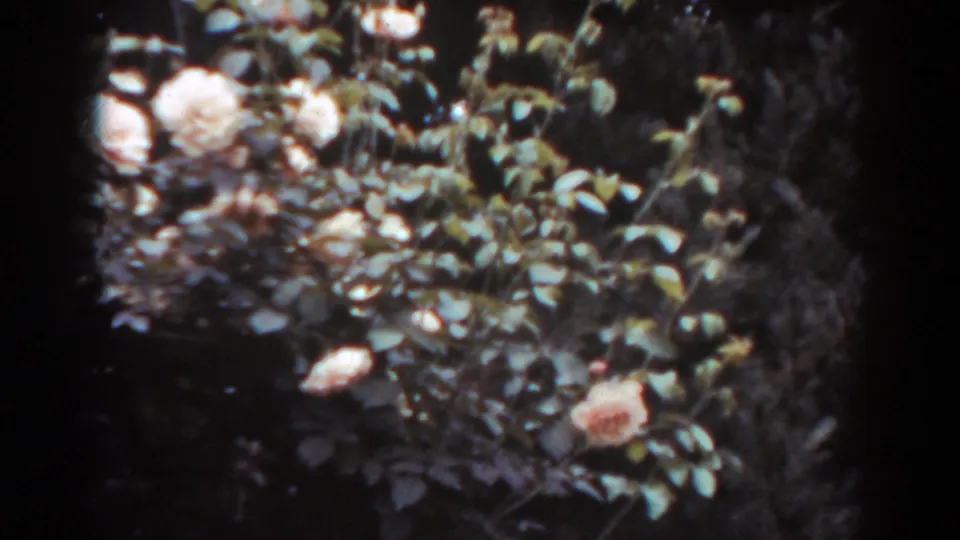 Home-movie view of a leafy rose bush with pale blooms, filmed in West Virginia according to the clip metadata.