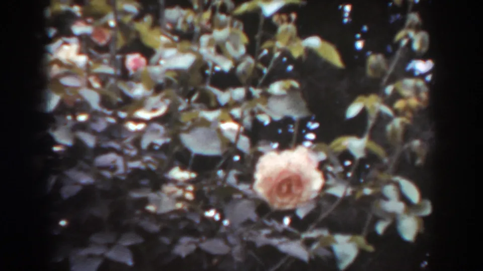 Close home-movie frame of a pale orange rose surrounded by dark leaves and garden stems.