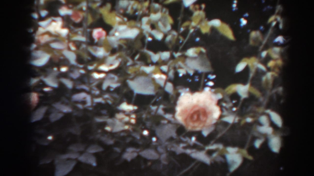 Pink rose blooming among dark green leaves with black film borders.