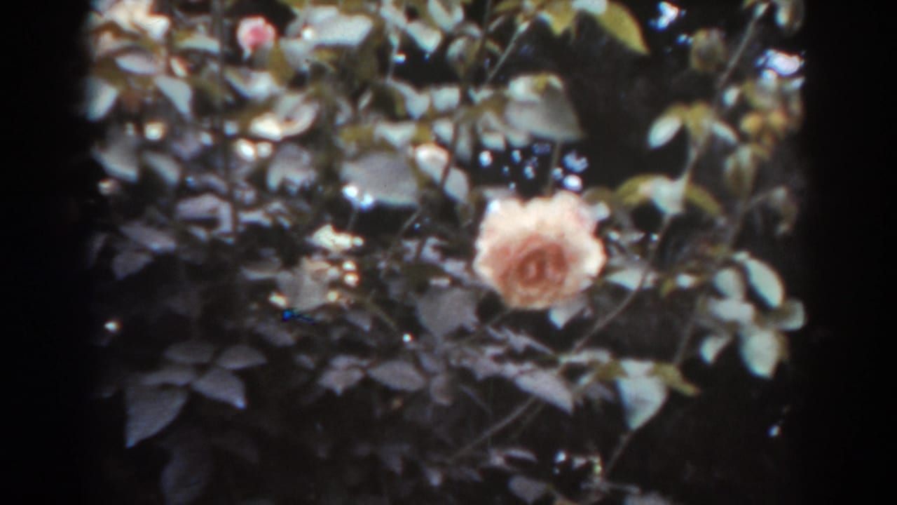 Pink rose on a leafy bush, seen through soft focus and dark frame edges.