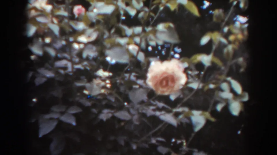 The rose remains visible within dense leaves, with muted color and soft 8mm texture from the 1938 West Virginia footage.