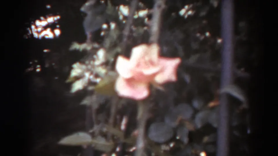 A closer view shows the pink rose blurred near a vertical garden support, surrounded by shaded leaves in the 1938 home movie.