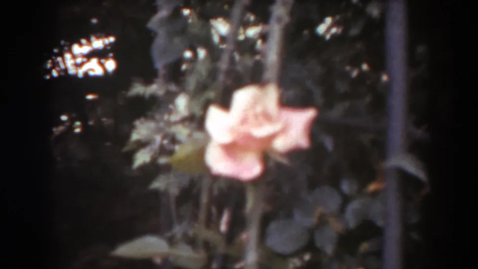 The final frame holds on the pink rose and nearby support within dark leafy garden growth, retaining the muted 8mm home-movie look.