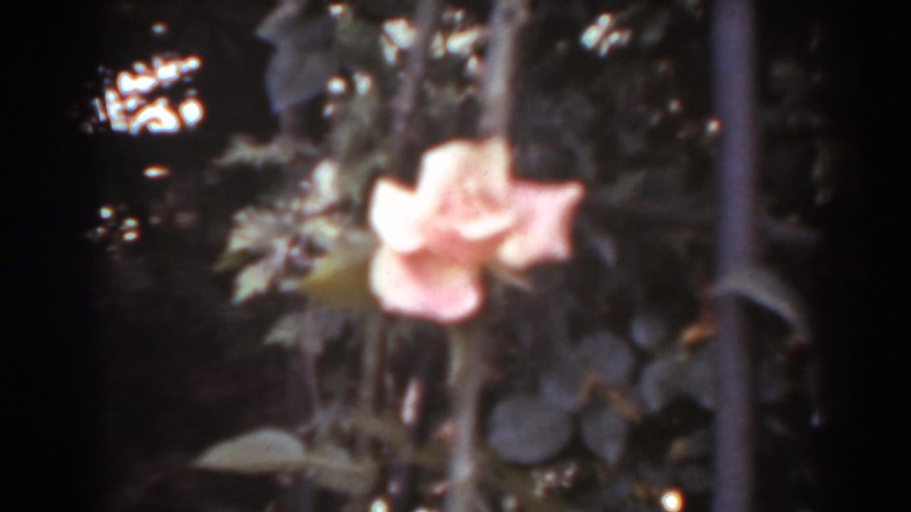 Pink rose bloom against dark leafy garden foliage.