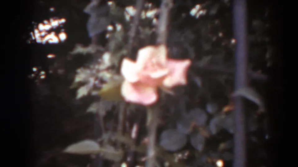 Pink rose in close-up against dark foliage in 1938 West Virginia 8mm home-movie footage.