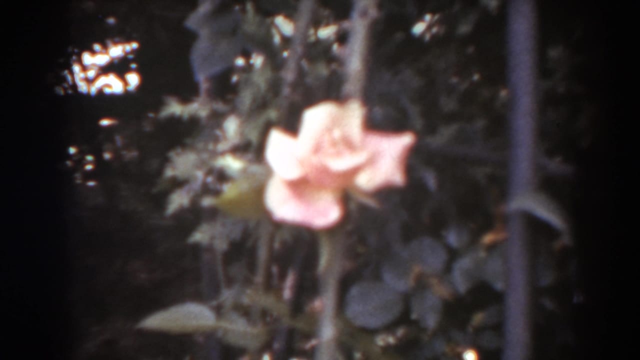 Soft close-up of a pink rose surrounded by dark leaves.