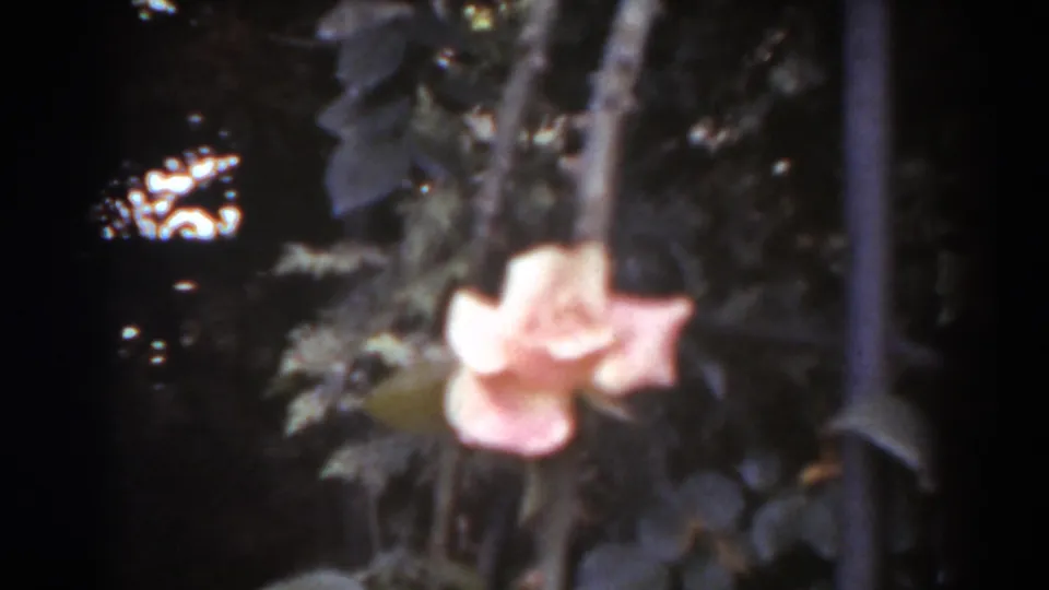 Handheld 8mm frame of a pink rose set among dense garden leaves in West Virginia, 1938.