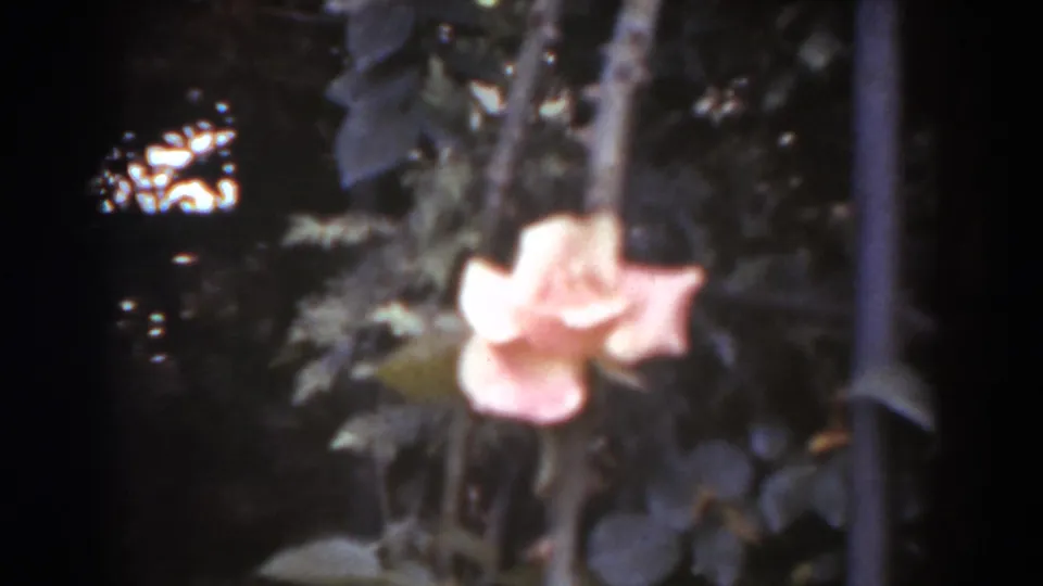 Final close-up frame of the pink rose with dark leaves and soft 8mm grain, supported as West Virginia in 1938.