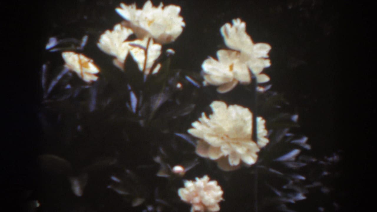 White roses blooming against dark green leaves in bright sunlight.