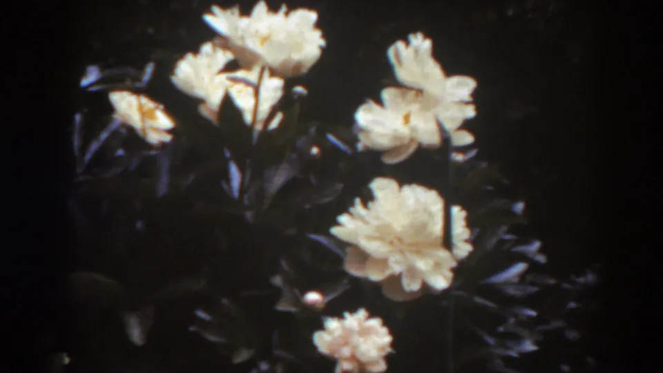 Close-up of white roses and dark foliage in 1938 West Virginia 8mm home-movie footage.