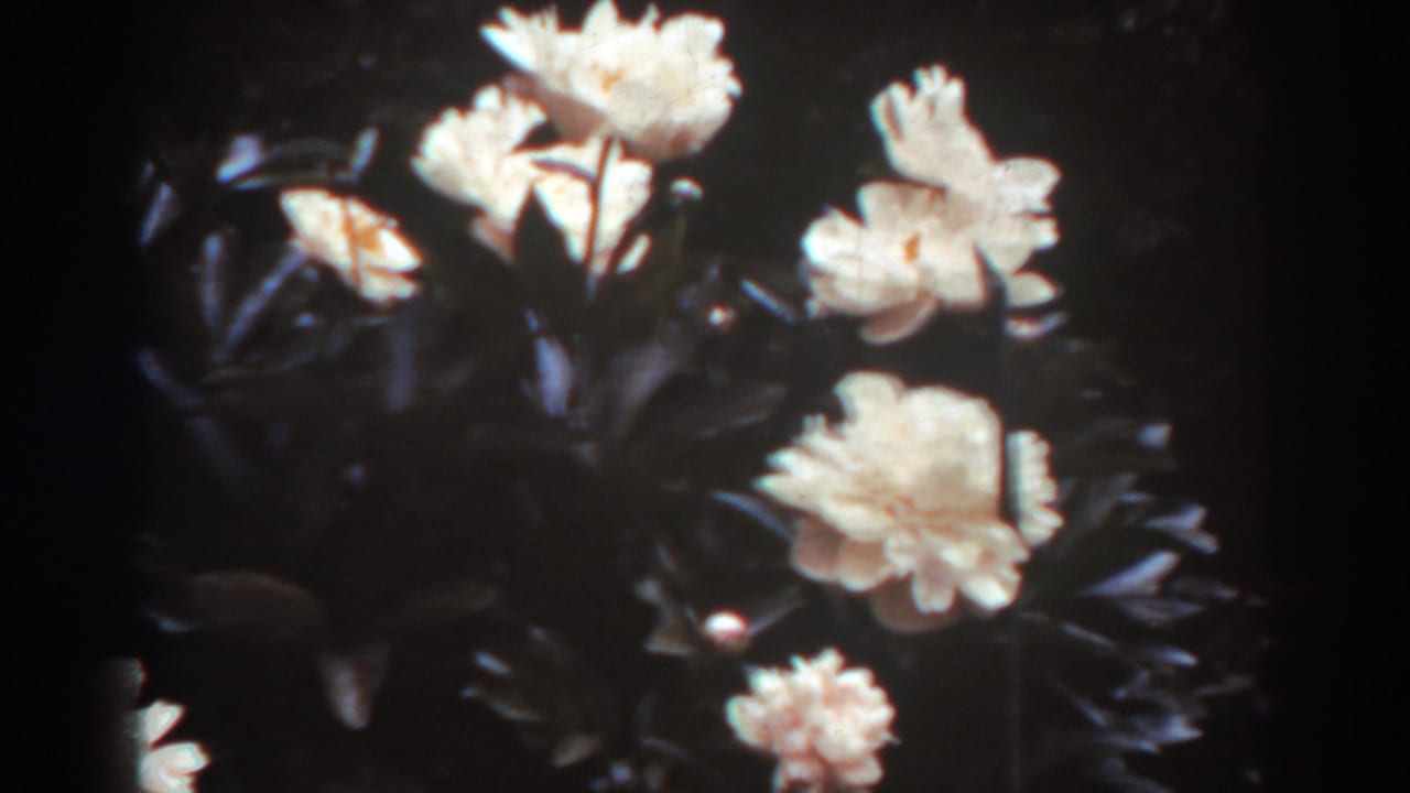 White rose blossoms fill the frame, with dark foliage and soft 8mm color from West Virginia in 1938.