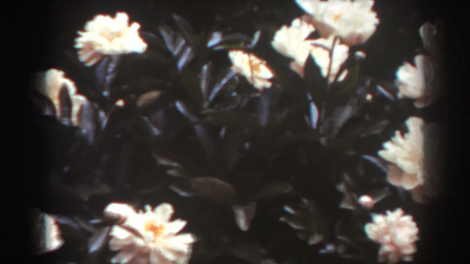 A close garden view shows white roses, dark leaves, and strong sunlight in 1938 West Virginia home-movie footage.