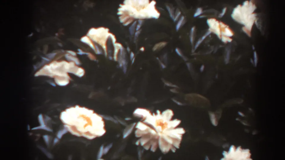 White roses and dense garden leaves appear partly cropped in a 1938 West Virginia 8mm home-movie frame.