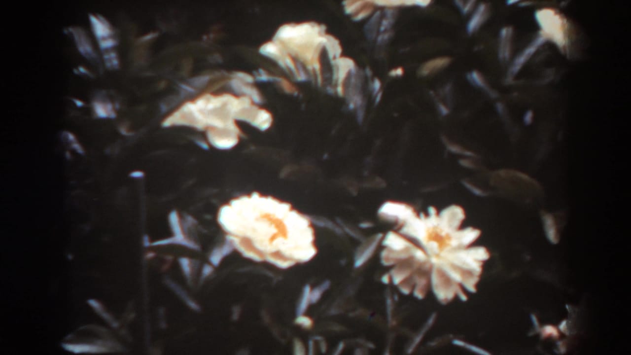 White flowers and dark leaves in a softly focused garden close-up.