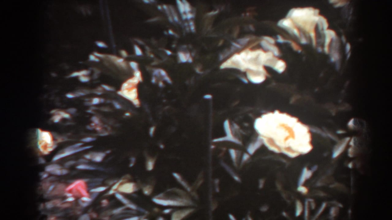 1938 West Virginia 8mm frame with a pale flower, dense glossy leaves, and a small red bloom near a garden border.