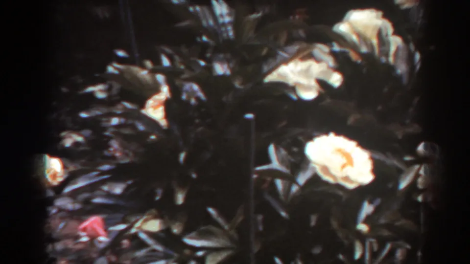 1938 West Virginia 8mm frame with a pale flower, dense glossy leaves, and a small red bloom near a garden border.