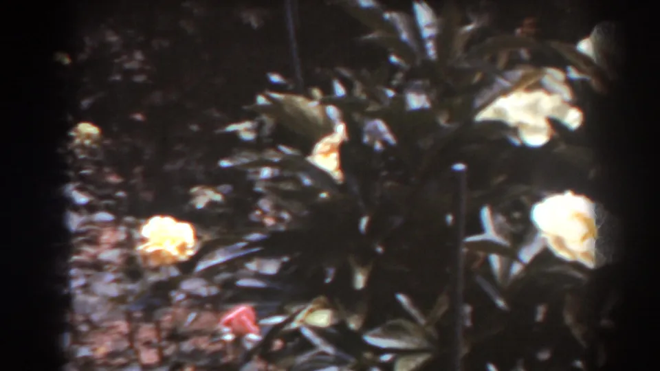 1938 West Virginia 8mm frame showing white blossoms, dark leaves, and a brick or stone garden edge in soft focus.