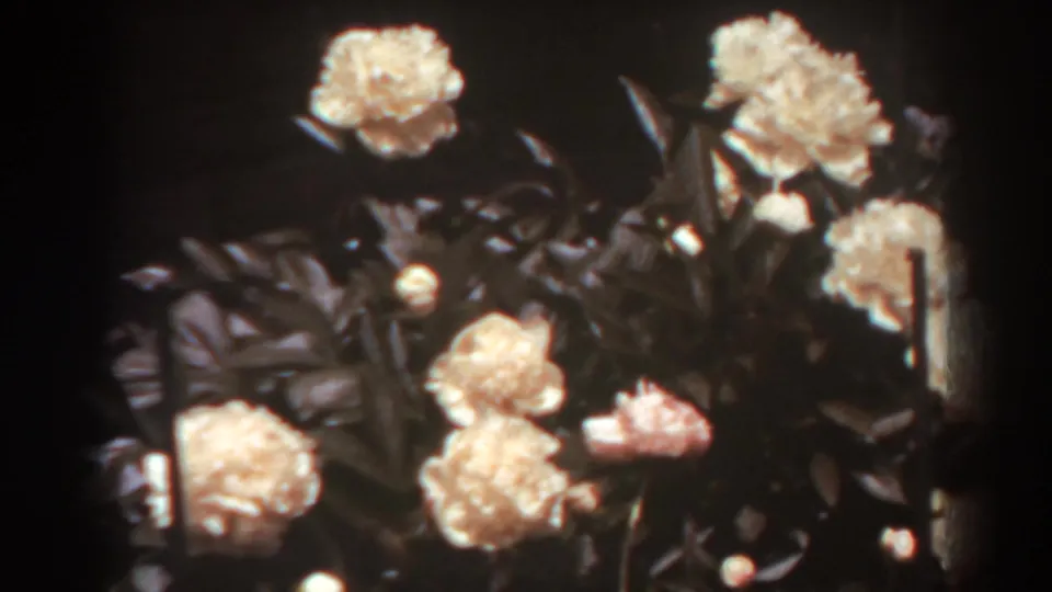 1938 West Virginia 8mm frame with several pale blossoms clustered against dark foliage and soft home-movie grain.