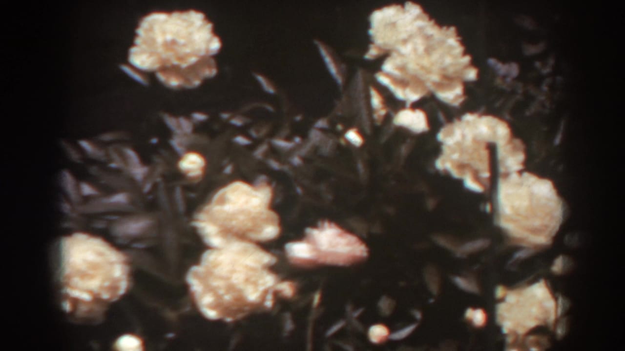 White roses and dark leaves in bright sunlight.