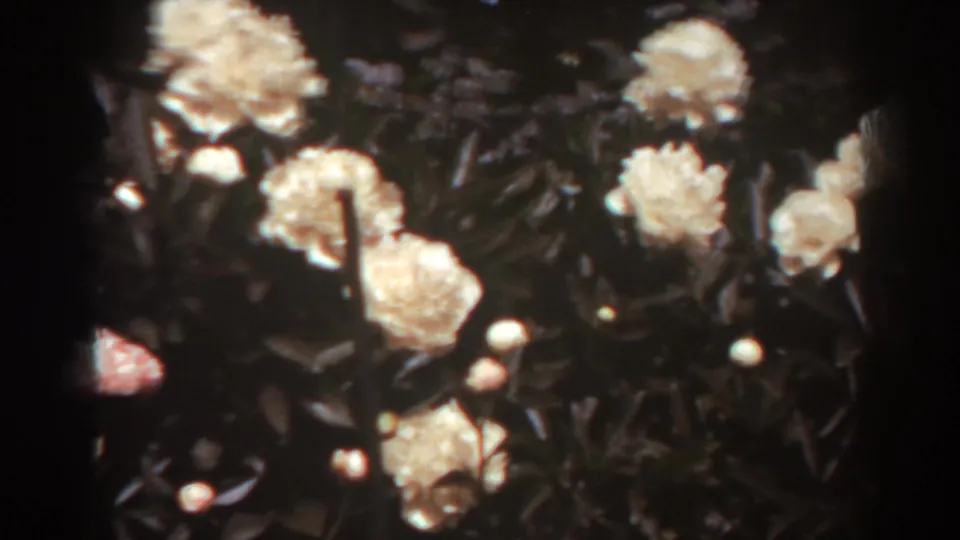 A handheld 8mm view of white roses, stems, and shaded foliage in a West Virginia garden, dated by metadata to 1938.