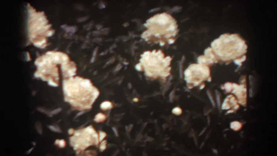 Sunlit white roses and small buds stand out against dark garden leaves in this 1938 West Virginia home-movie frame.