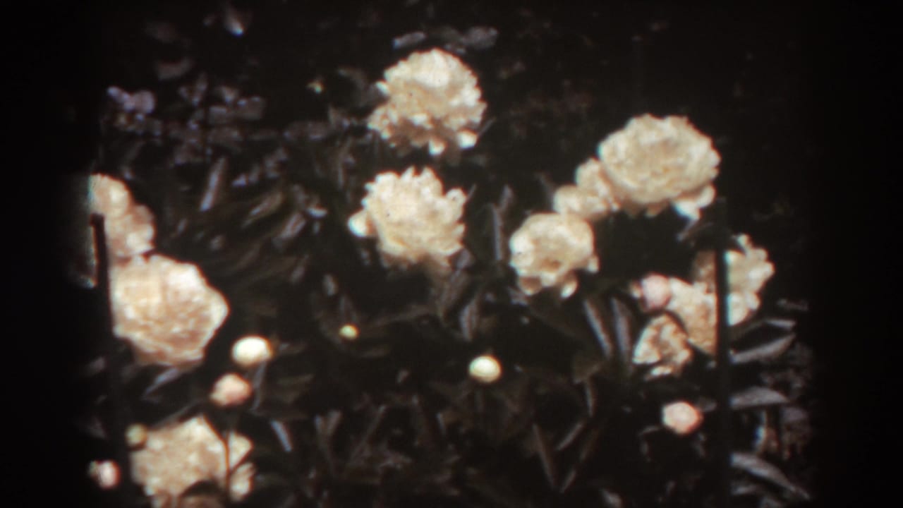 Close view of pale flowers and dark leaves in a shadowed garden.