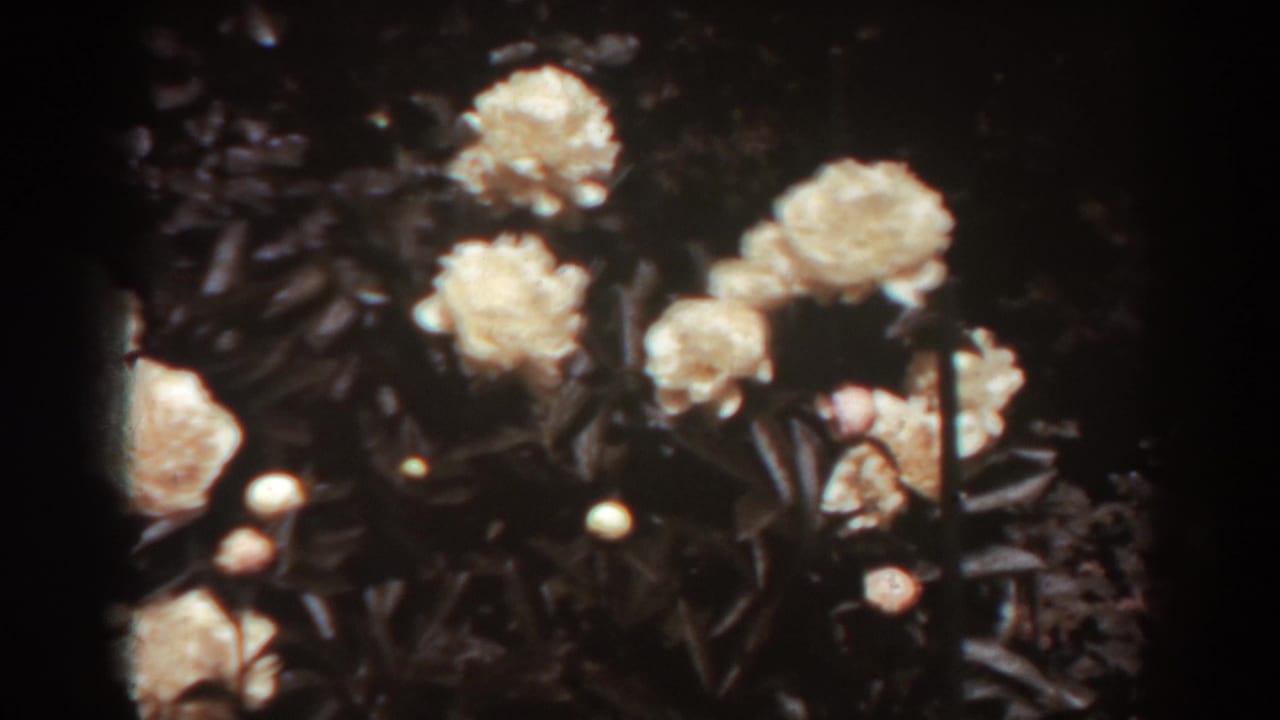 Clustered pale flowers and buds against dark leafy shrubs.