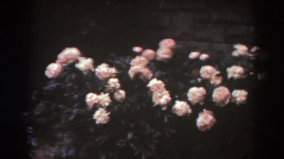 Wider 1938 West Virginia garden frame with pale and pinkish flower clusters on bushes below a dark masonry wall.