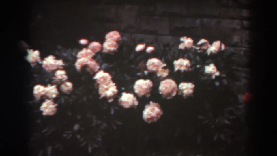 Final 8mm frame showing pale and pinkish garden flowers across low bushes with a dark masonry wall behind them.