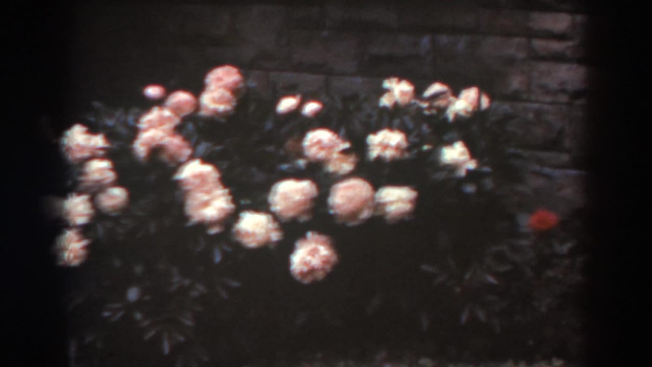 Pink rose bush in front of a dark stone wall with a small red flower at right.