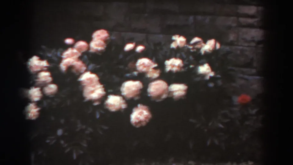 1938 West Virginia 8mm frame showing pale pink roses and dark foliage against a weathered stone wall, with a red flower near the right edge.