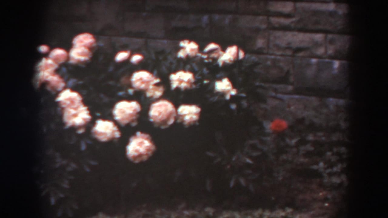 1938 West Virginia garden view with pale pink roses, dense leaves, and a single red flower set against rough stone masonry.