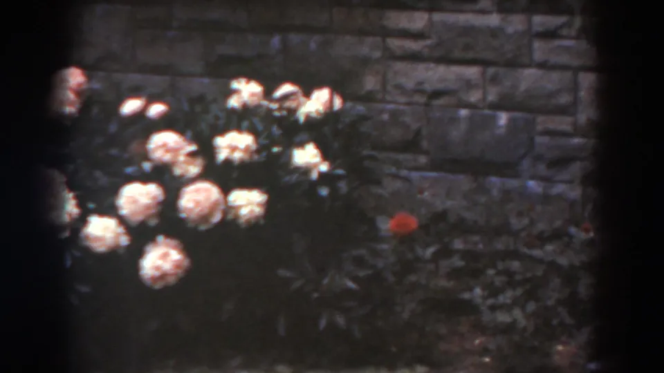 Soft 8mm frame from 1938 West Virginia showing pink roses, dark greenery, and a red flower in front of a gray stone wall.