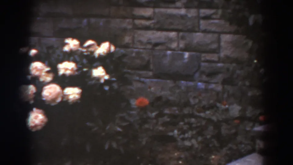 Late-1930s West Virginia home-movie frame with roses, dark leaves, a red flower, and rough stone wall texture in soft focus.