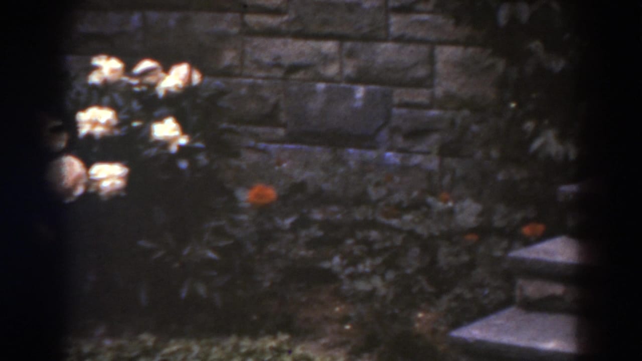 Garden flowers beside a brick wall with small steps at the right edge.